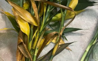 水培竹子茎发黄什么原因