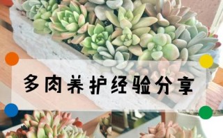 多肉老桩浇水施肥有何讲究？