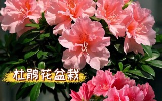 北方盆栽杜鹃好养吗？