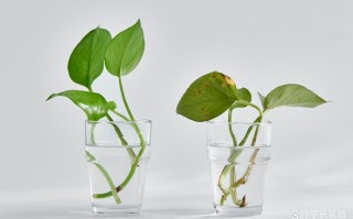 水培植物水要没过根部吗？