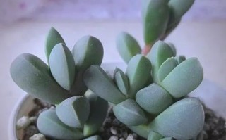 冬天养护鹿角海棠，该注意什么？