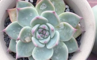 多肉植物出现白色斑点