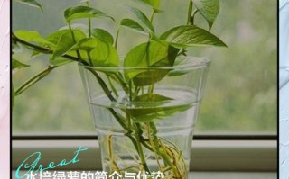 绿萝能直接用水培养吗