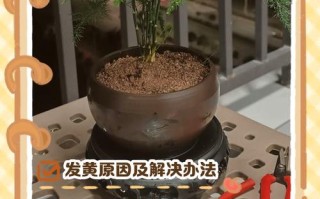 文竹水培黄叶怎么救？