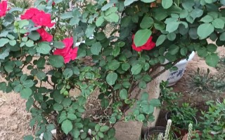 月季适合地栽还是盆栽