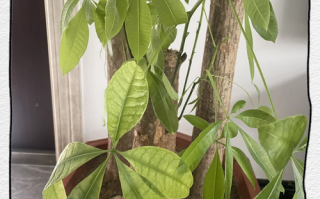 盆栽树叶子发黄掉叶怎么办？