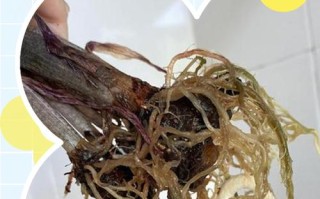 剪根后水培花还能重新生长吗？