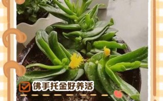佛手掌多肉怎么养才爆盆？