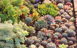 多肉花卉适合什么样的土壤？