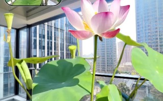 水培荷花VS碗莲，到底哪个更好养？