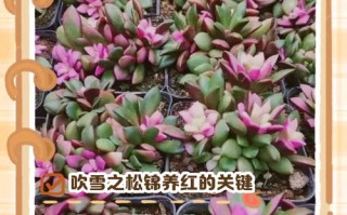 多肉植物冬天如何喷雾吗