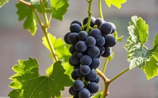 刚种盆栽葡萄能晒太阳吗？