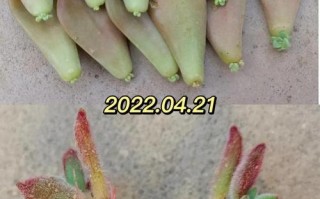 多肉叶插多久发芽冬季