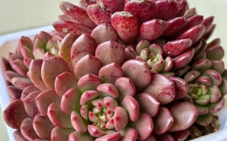 红宝石名字有何独特寓意？