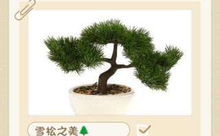 雪松盆栽能放室内养吗？