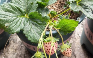 盆栽草莓要经常通风吗