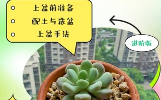 多肉小苗难养活？关键养护技巧有哪些？