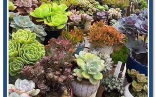 平湖市多肉花卉哪里有卖？