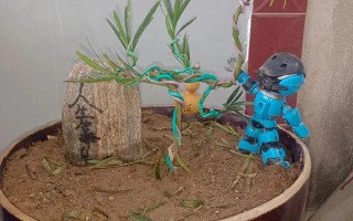 农村有什么可以做盆栽