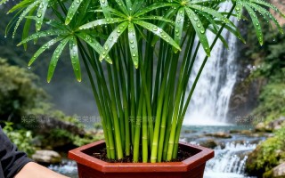 水培棕竹黄叶怎么办？