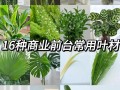细长叶子盆栽有哪些常见品种名称？