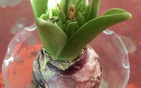 风信子水培根长得差怎么办？