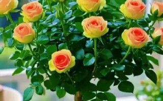 盆栽玫瑰图片大全大图有哪些？