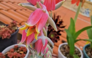 多肉开花颜色有何寓意？