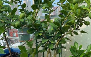 柠檬盆栽移栽最佳时间是什么时候？