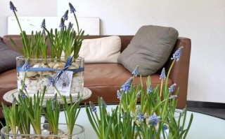 风信子水培根不挨水能活吗？