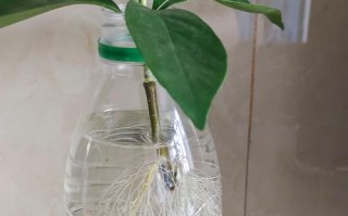 扦插水培水用不用更换