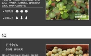 新手养殖多肉，名字繁多怎么认？