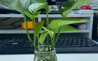 水培绿萝转土培，能活吗？