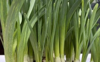 水培花水里到底放了啥？