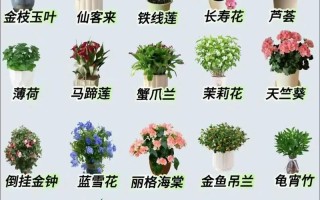 盆栽家庭养护关键技巧有哪些？