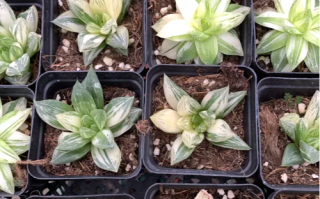 多肉植物塔洛克有香味