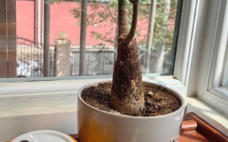 水培发财树为何长叶就枯萎？