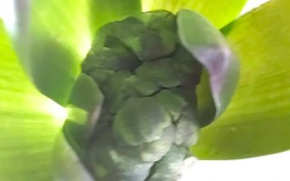 风信子水培最佳季节是几月？