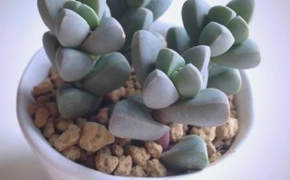 多肉鹿角如何快速开花？