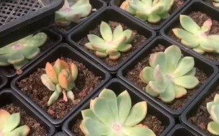 多肉砍头后怎么栽培才能活？