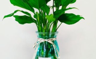 广东万年青水培方法步骤图解