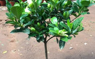 栀子花品种这么多，哪种适合家里养？