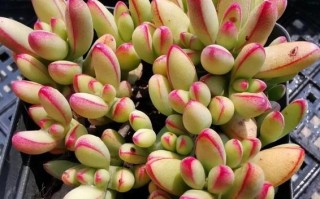 多肉天狗之舞群生图片