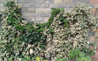 花叶常春藤水培黏液是什么？