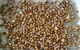 豌豆苗水培土培哪个更好吃？