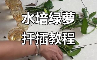 水培绿萝转土培，怎么移栽才不伤根？