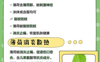 盆栽薄荷吃了到底有啥好处？