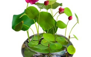 养在水里的盆栽怎么养？