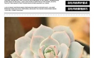 白牡丹多肉叶子坏了怎么办？