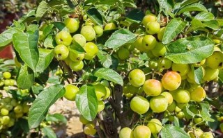 盆栽水果图片有哪些品种？